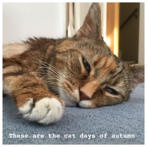 autumn cat days